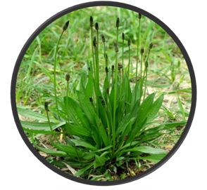 Babka lancetowata (Plantago lanceolata) według uzdrowicielki Marii Treben