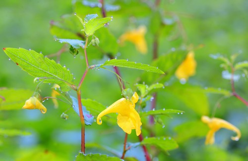 Epimedium strzałkowate: „naturalna viagra”, która wspiera zarówno mężczyzn, jak i kobiety